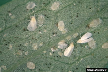 Small flies with white bodies and white wings seen on a green leaf