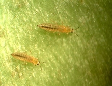 Two yellowish insects with transparent bodies on a green leaf