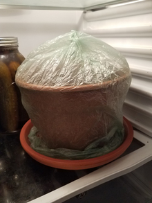 Brown planting pot and saucer covered in green plastic bag on a glass shelf in a white refrigerator next to a large jar of dark green pickles. 