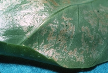 A green leaf with brownish patches 