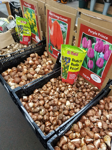Bins of various tulip and daffodil bulbs with large pictures of the flowers, and bags of bulb food for sale.
