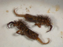 Two fuzzy, brown insects with clearly visible yellowish tails