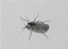 A black, fly-like insect with transparent wings