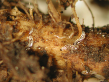 Transparent white worm-like insects feeding on brown roots
