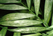 Green palm leaves with brown spots and patches