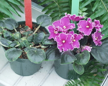 An African violet plant with shrinking leaves versus an African violet plant with healthy leaves and purple flowers