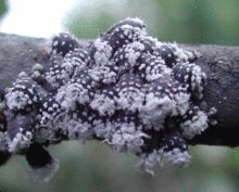 Many white aphids on a brown branch