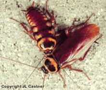 Two brown Australian cockroaches
