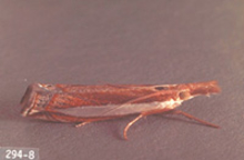 Brown slender moth