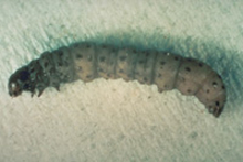 Grayish black caterpillar like larva with black spots on its body