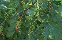 Green and brown galls on maple leaves