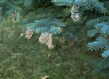 Brown tips of spruce tree