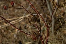 Brown spiky balls on rose stem