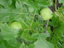 Round, green, fruit-like structures on leaves