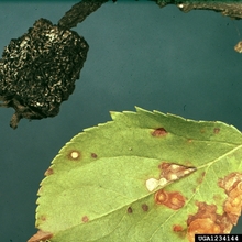 Frogeye leaf spot and mummified fruit