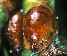Scale Insects On Minnesota Trees And Shrubs Umn Extension,Tofu Scramble Recipe