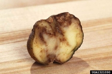 A crossect of a late blight infected potato tuber which is misshapen and brown on the inside.