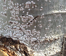 Small, white, seed like scales on a gray trunk