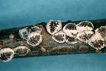 Brown structures with white edges on an American elm branch