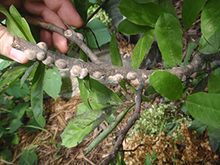 Grayish bumps on a magnolia branch