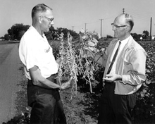 Farmers holding soybean plants