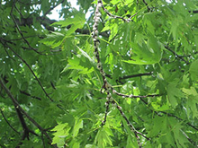 Cottony clusters on brown branches