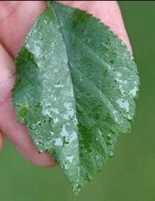Sticky dew-like layer on a green leaf