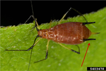 Brown aphid with blackish tailpipes at the end of the abdomen