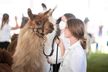 Girl holds onto her llama's leash and the llama appears to be smiling for the camera