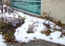 Rhododendrons crushed under snow. Image: Rebecca Finneran, MSU Extension