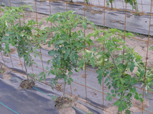 Vegetable plants with fabric-covered soil