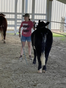 4-H'er Remijia C. working with steer at 4-H beef clinic