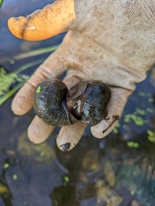 A gloved hand holding invasive snails.