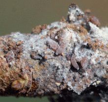 Brown aphids on brown root covered in white wooly fibers