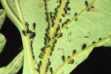 Many black aphids on the underside of a green leaf