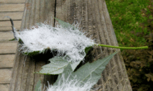 A green maple leaf covered in white fuzzy strands
