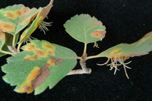 Leaf tissues around the leaf spots that has died from Juniper broom rust