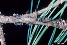 Tiny black aphids on a brown stem of a pine tree