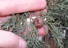 Cedar rust gall on branches