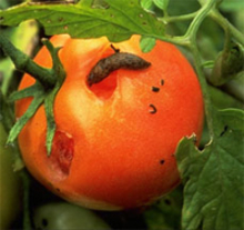 Brownish slug making holes on a tomato