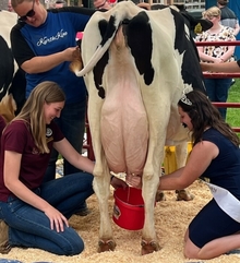 Allison milks a cow the traditional way, using a bucket, with a dairy princess at an event.