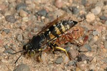 American sand wasp attacking prey