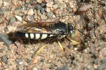American sand wasp in sand