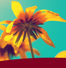 underside of yellow flower with aqua background and maroon bar underneath