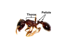 Dead ant with the word 'thorax' indicating middle section behind the head, and the word 'petiole' pointing at two small sections before the larger rear section.