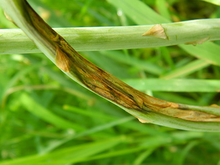 Asparagus rust on asparagus fern