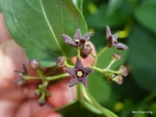 black swallow-wort showing its black flowers