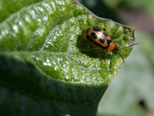 Brownish-orange beetle with four black spots on its back seen on a bean leaf