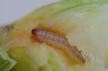 European corn borer larva and damage