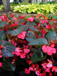 Close up of bright pink begonias with dark green, shiny leaves, growing in a garden.